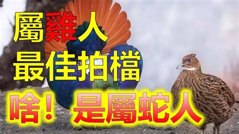 屬雞適合的生肖|屬雞出生年份/幾多歲？屬雞性格特徵+生肖配對+2024。